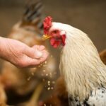 pexels-freestockpro-375510