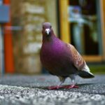 pexels-jdpassion-943938