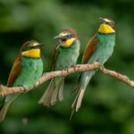 birds(1)