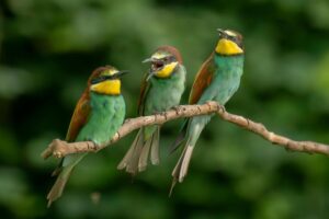 birds(1)