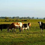 cows