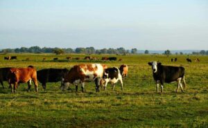 cows