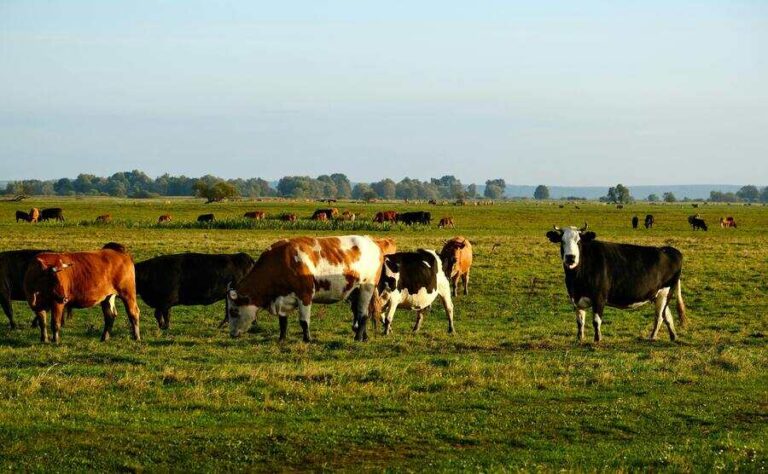 cows