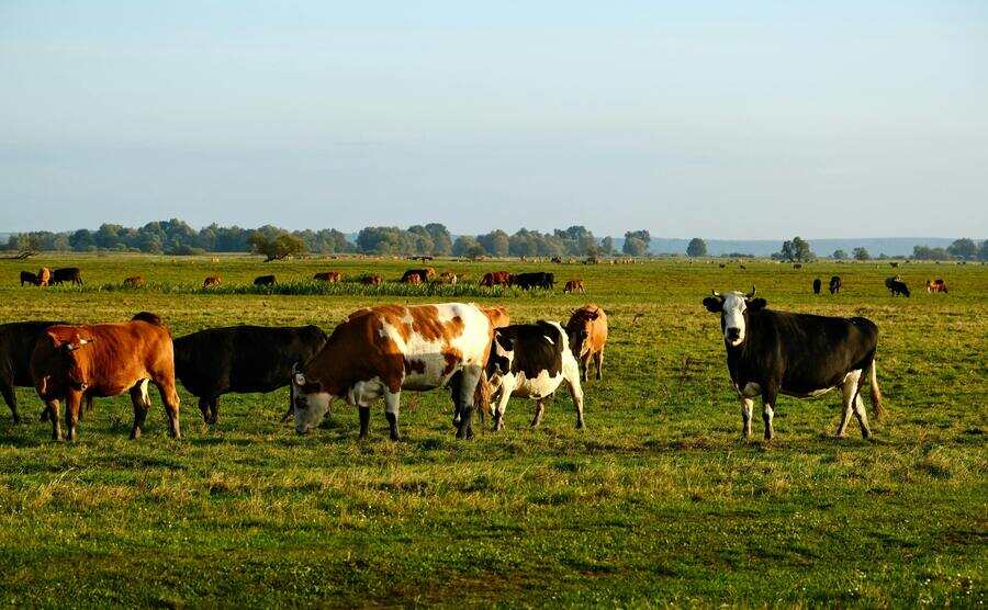 cows
