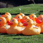 ducks(1)