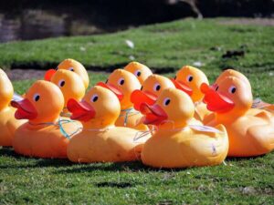 ducks(1)
