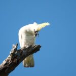 cockatooo