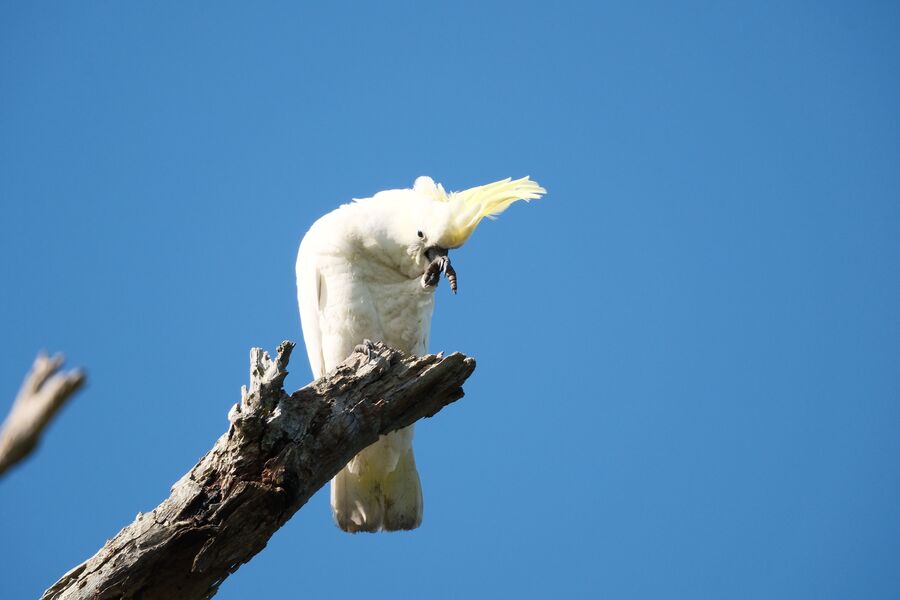 cockatooo