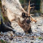reindeer