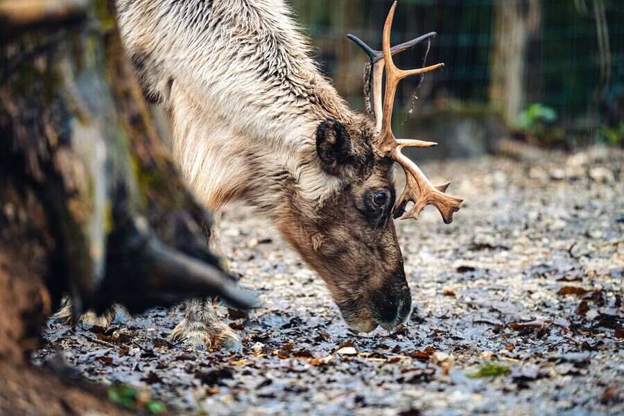 reindeer