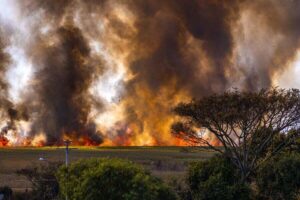 bushfire