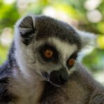 madagascar(1)