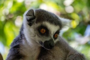 madagascar(1)