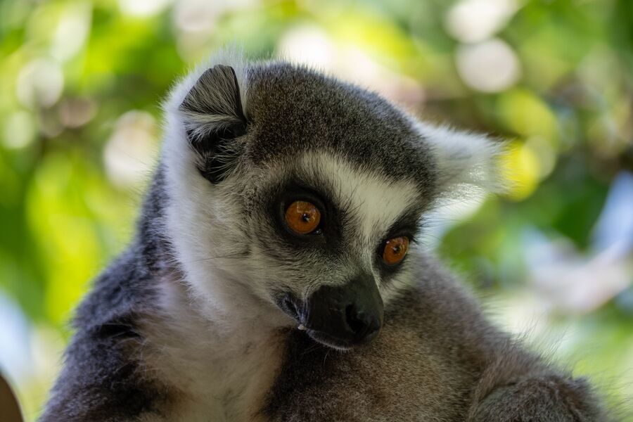 madagascar(1)