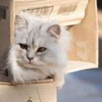 cats (2)