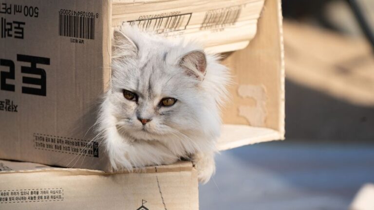 cats (2)