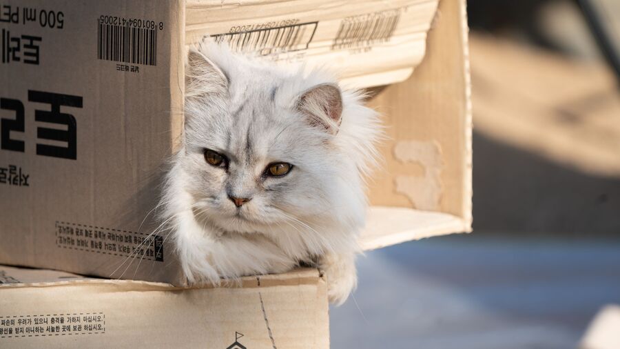 cats (2)