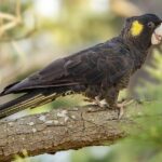 cockatoo (2)