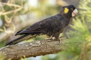 cockatoo (2)