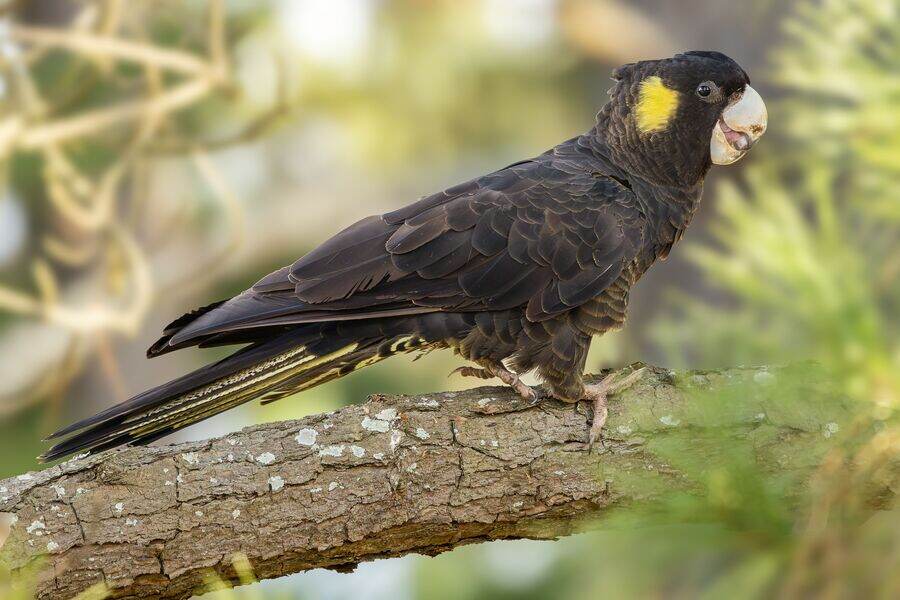 cockatoo (2)