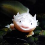 axolotl