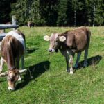 cows (2)