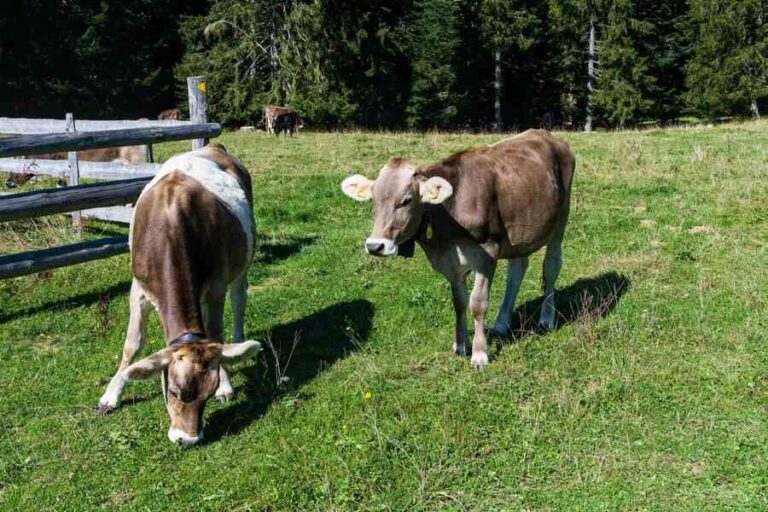 cows (2)