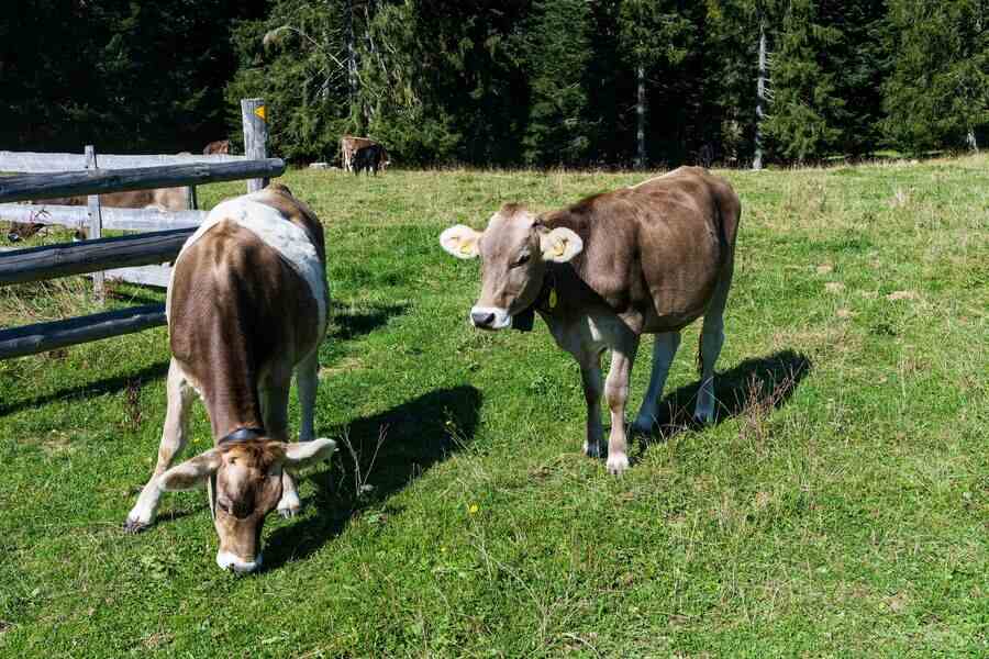 cows (2)