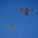 kite
