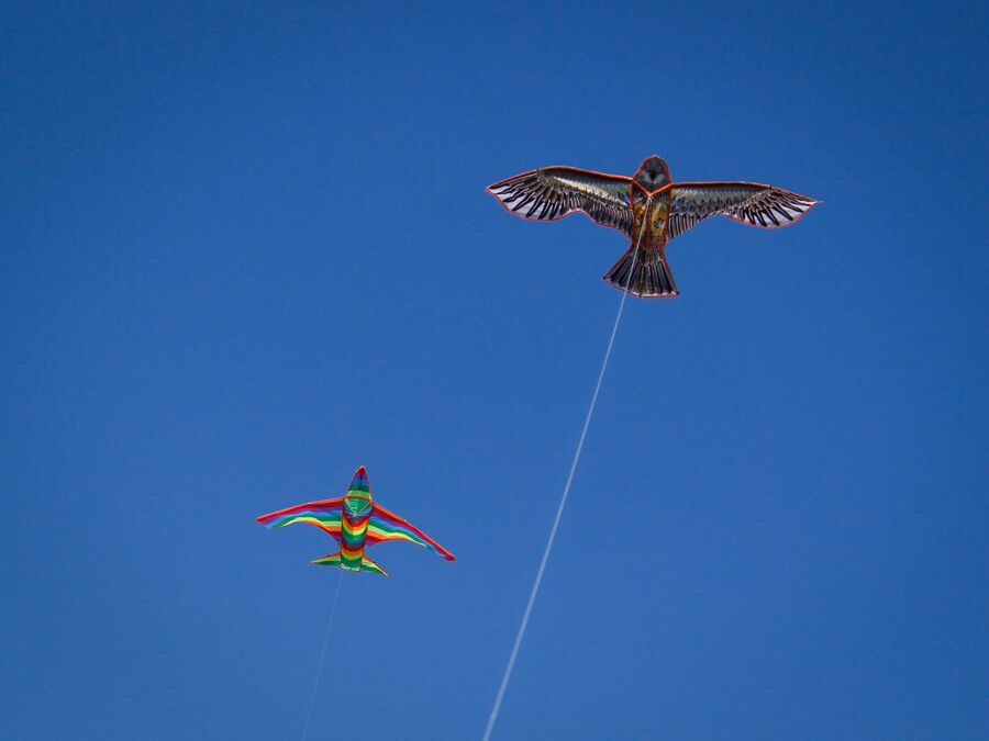 kite