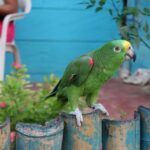 parrot