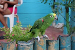 parrot