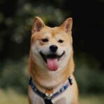 shiba