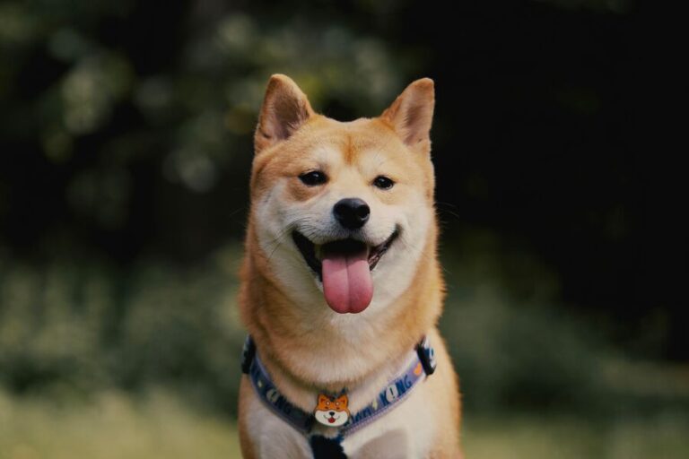 shiba